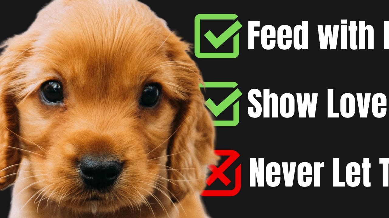 Cocker Spaniel Dogs 101 | 10 Things You must Know When Getting a Cute Cocker Spaniel