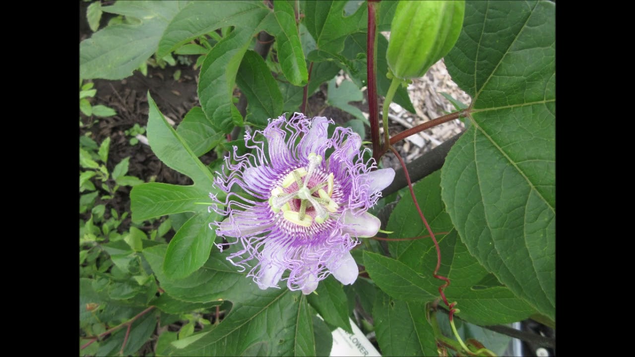 Harvesting Flowers Passion Flower Sept 2021