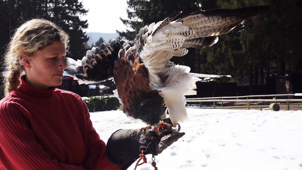 Flugshow Greifvögel Superzeitlupe – Wildgehege Hellenthal 4k