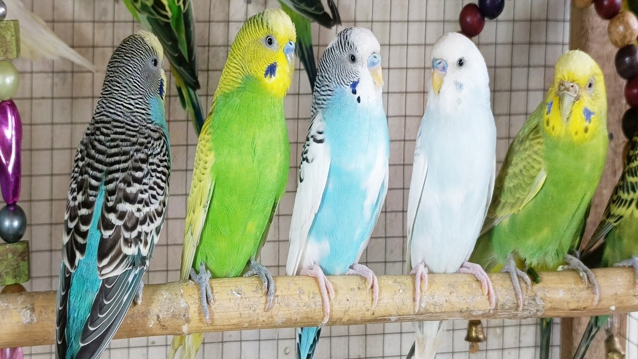 12 Hours of Cute Parakeet Sounds Happy Budgies Singing & Chirping