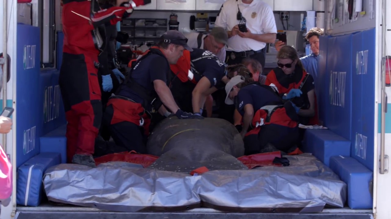 Incredibly rare rescue of endangered manatee on Cape Cod