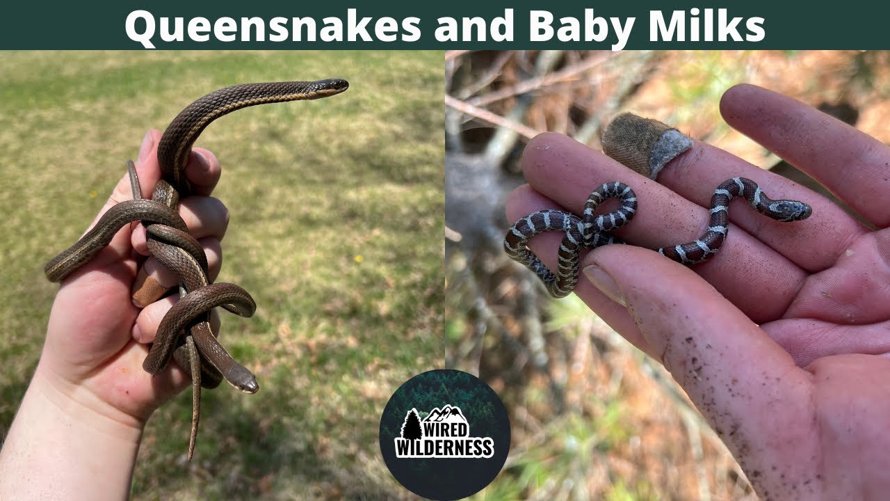 Flipping Rocks for Snakes in Western Maryland! Queensnakes,  Milksnakes, Odd Ringnecks, and More!