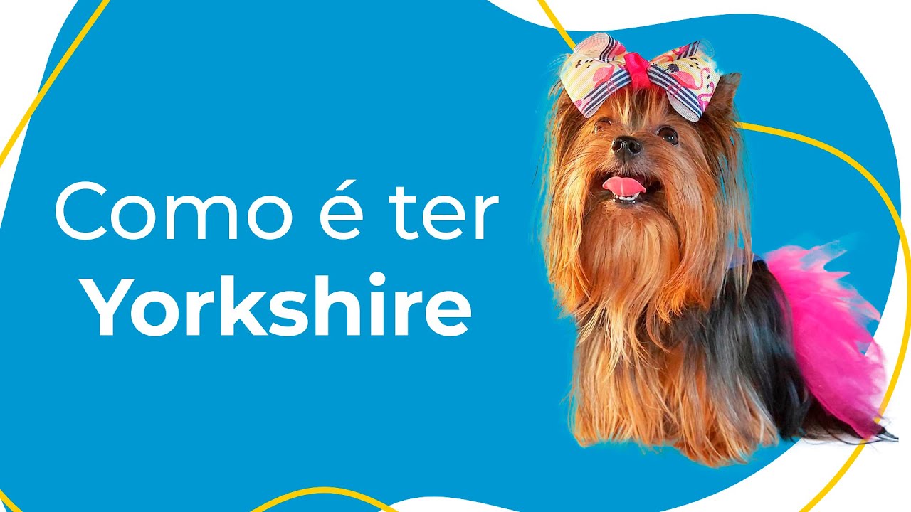 COMO É TER UM YORKSHIRE: COMPORTAMENTO, CUIDADOS ESSENCIAIS E CURIOSIDADES