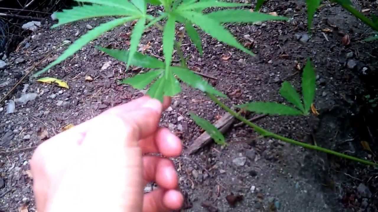 Outdoor Medical Marijuana #6 