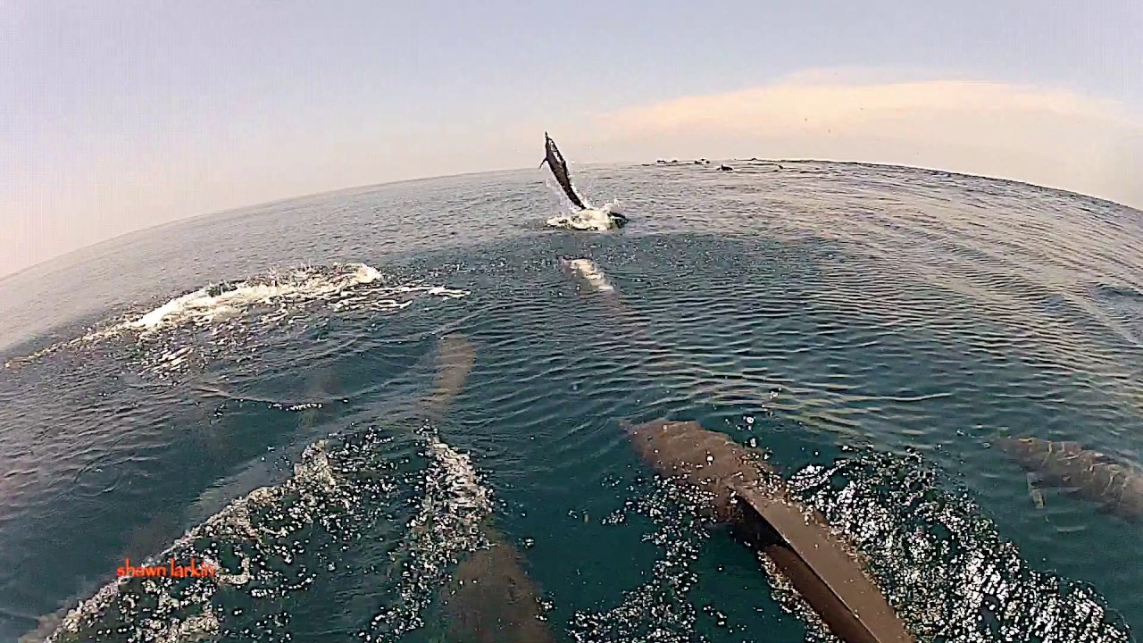 Wild Dolphin Show Costa Cetacea Media