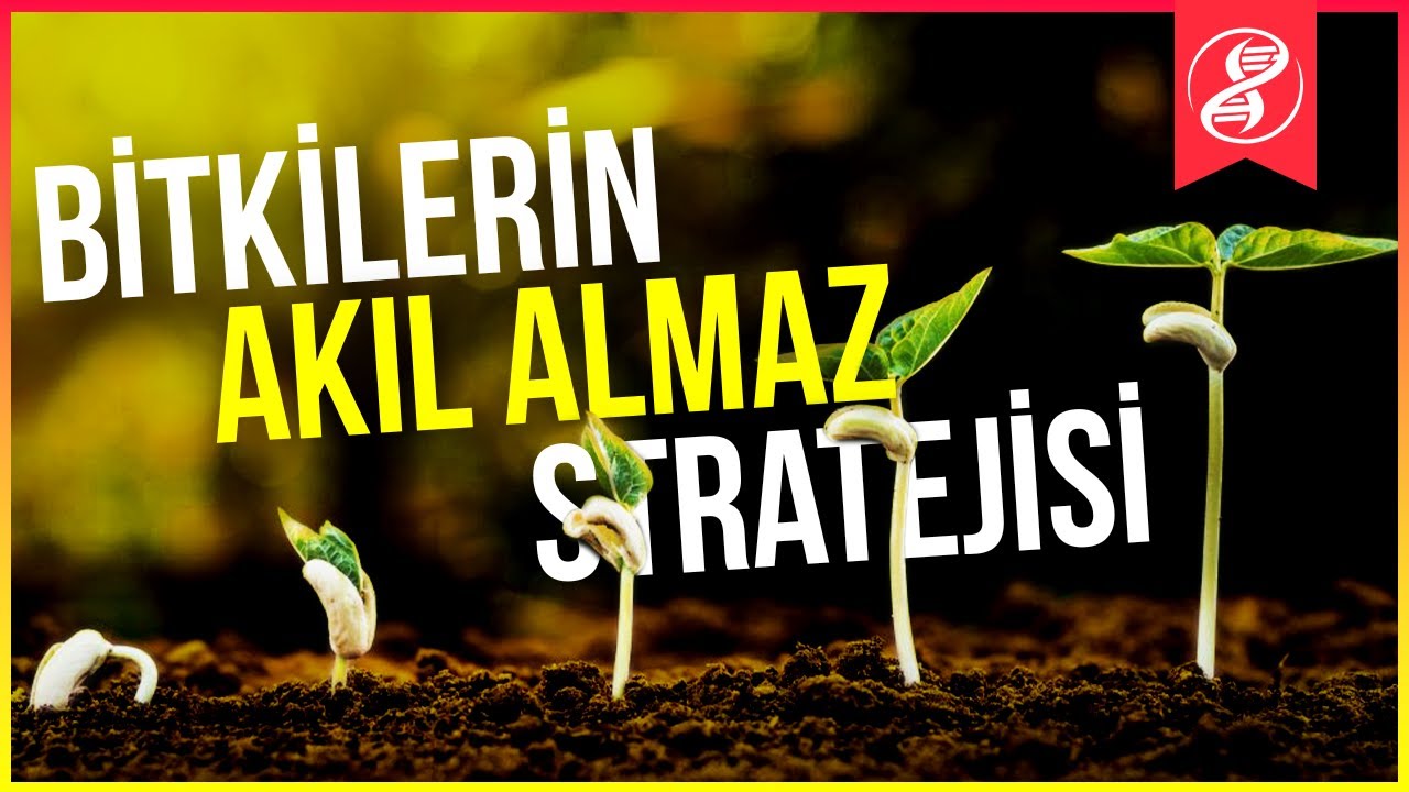 Hayvan Terbiyecisi: Bitkiler, Hayvanları Nasıl Seks K&ouml;lesi Haline Getirdi?