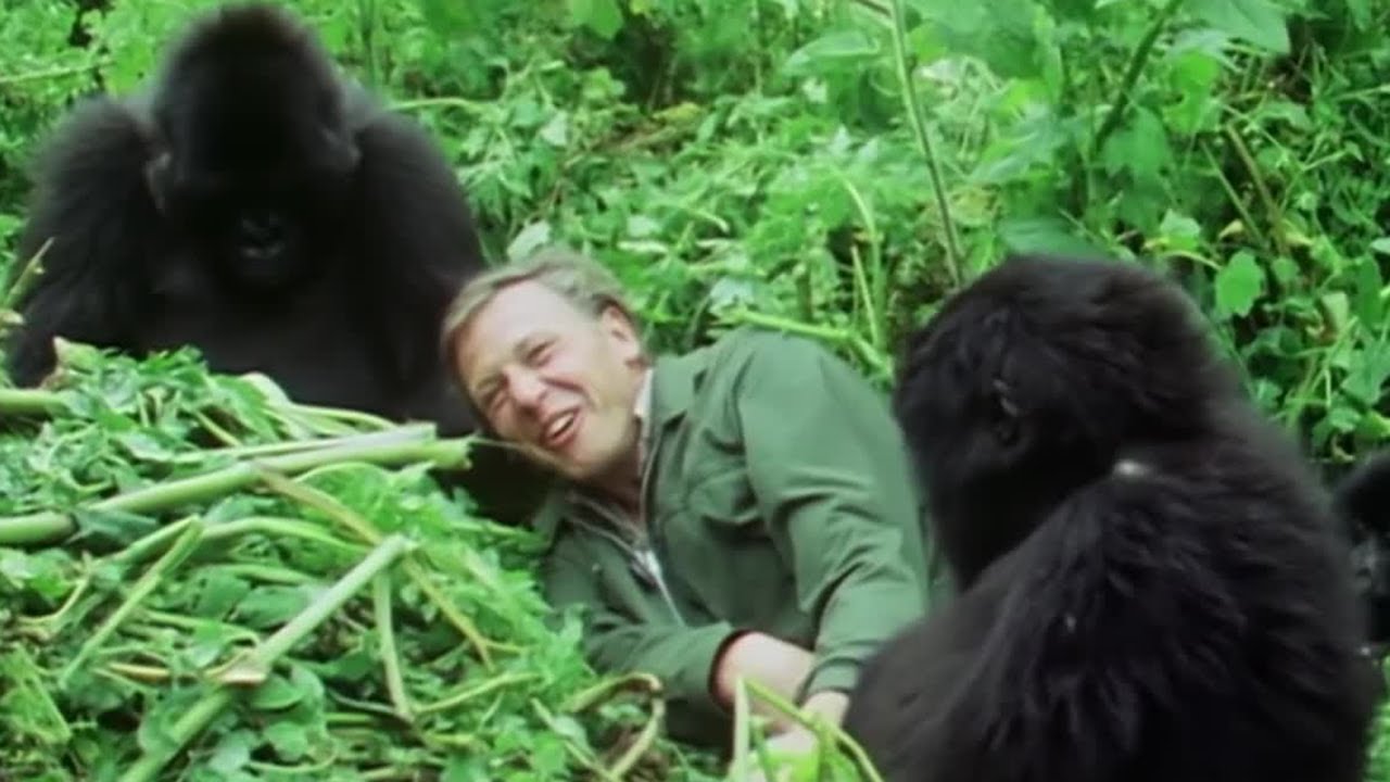 Attenborough Talks About His Famous Gorilla Encounter | Attenborough at 90 | BBC Earth