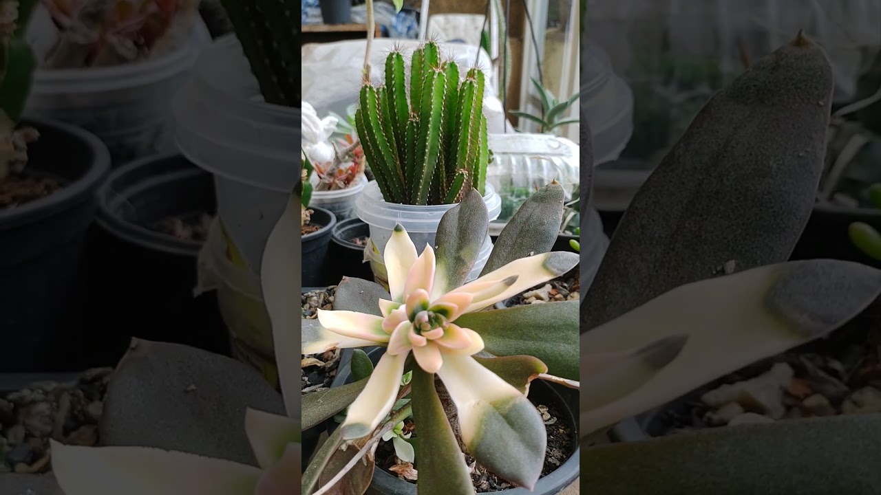 #cactos #suculentas #plantas