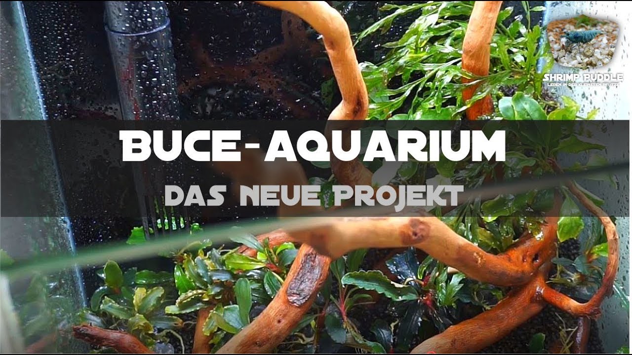 DAS NEUE PROJEKT / BUCEPHALANDRA AQUARIUM