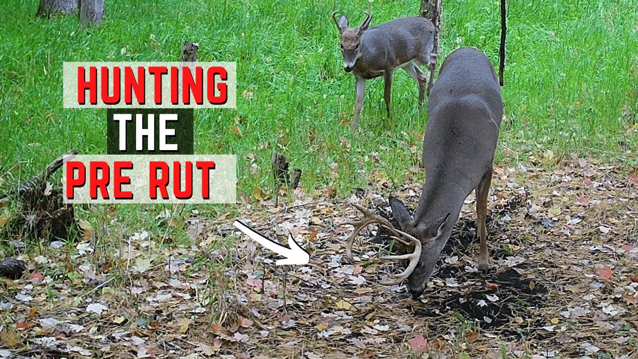 Hunting The Pre Rut
