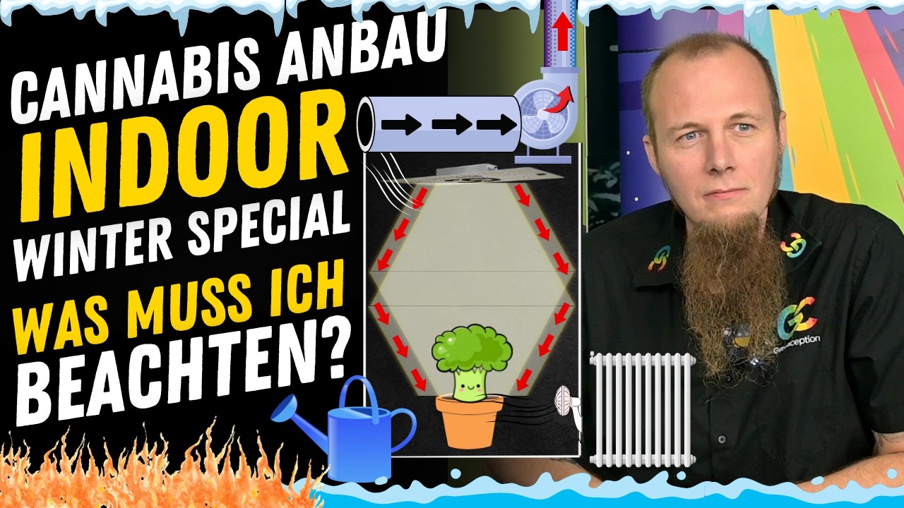 Cannabis Anbau Indoor 3 Pflanzen Winter Special - Was solltest du beachten Tipps & Tricks