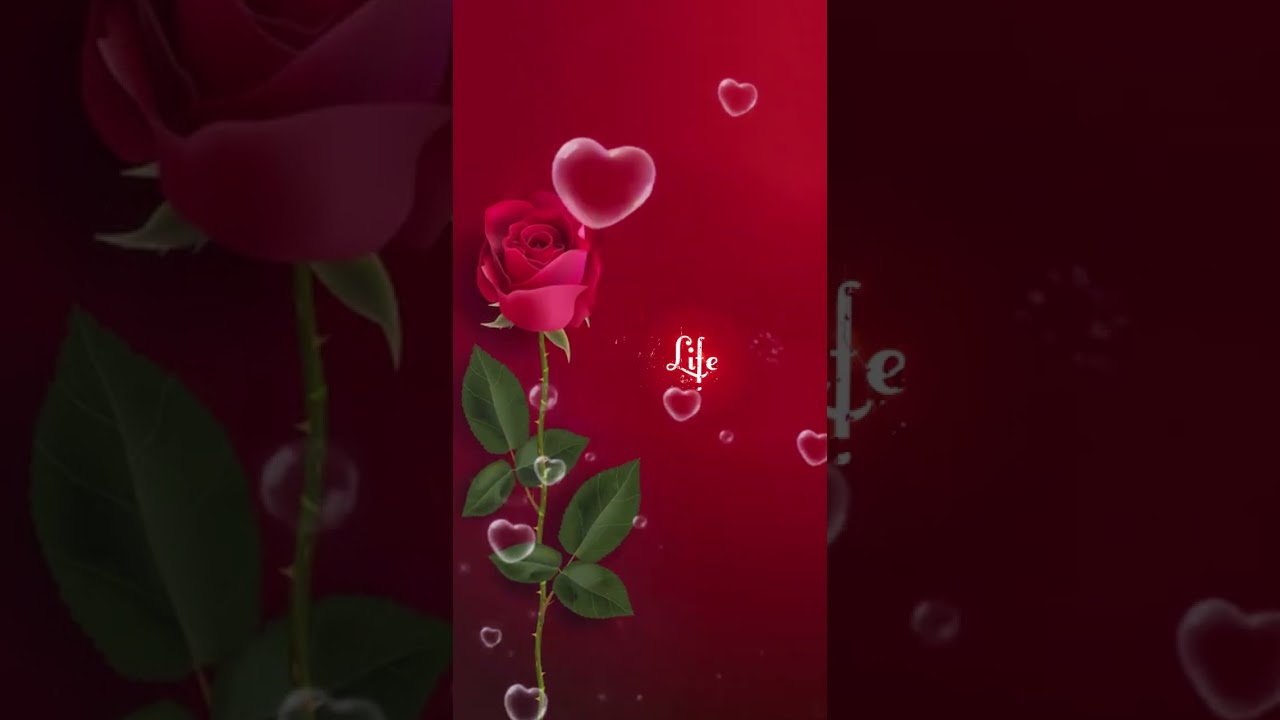 #happyanniversary   #rose #shorts  #viralshorts wedding anniversary songs