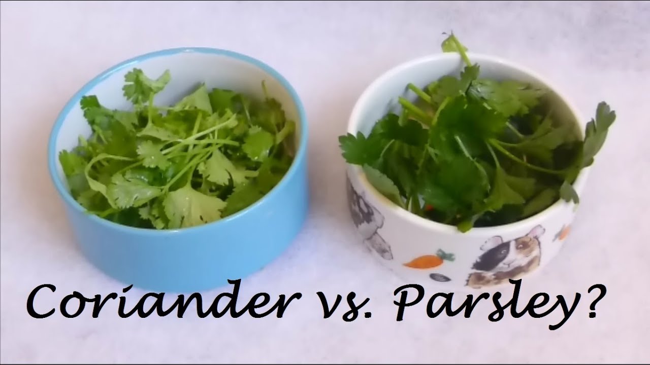 Vegetables for Guinea Pigs:  Coriander (Cilantro) and Parsley!