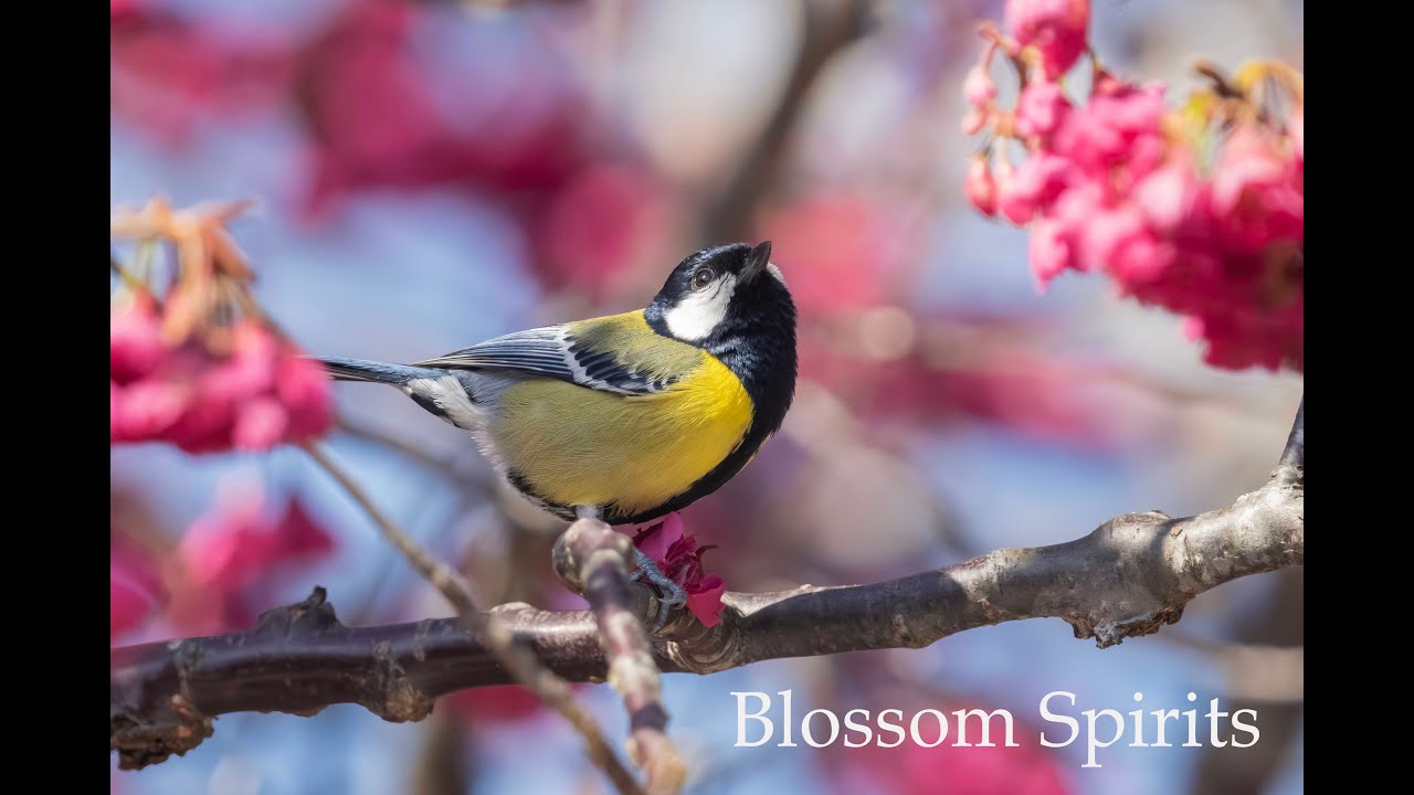 Cherry Blossom Season! 4 Cute Birds of Taiwan: White-eared Sibia & Taiwan Tit! [4k]