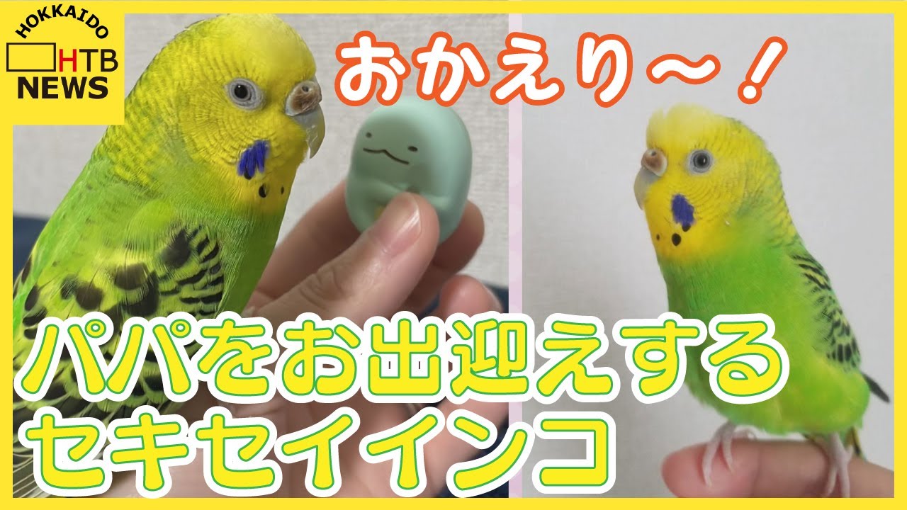 「おかえり～！」パパに猛ダッシュでお出迎えするのは&hellip;セキセイインコのミヨちゃん