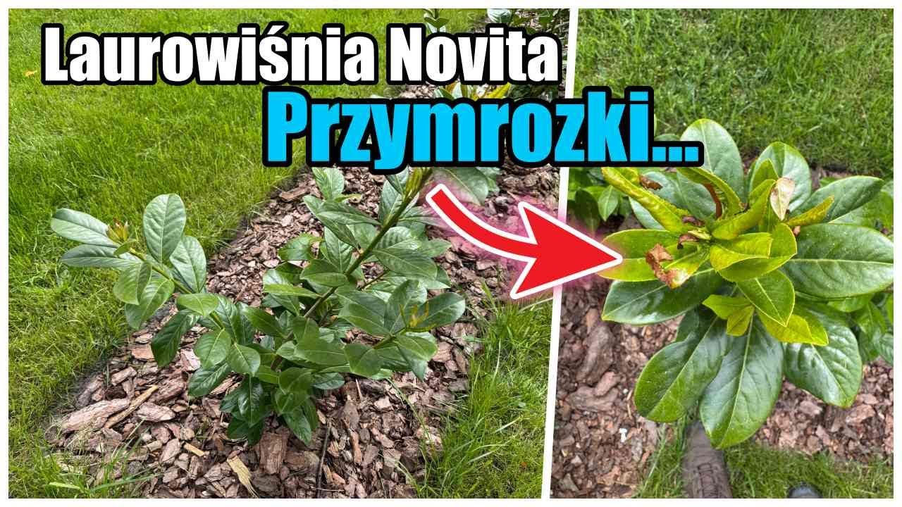 Лавровишня сорта НОВИТА не морозоустойчива?