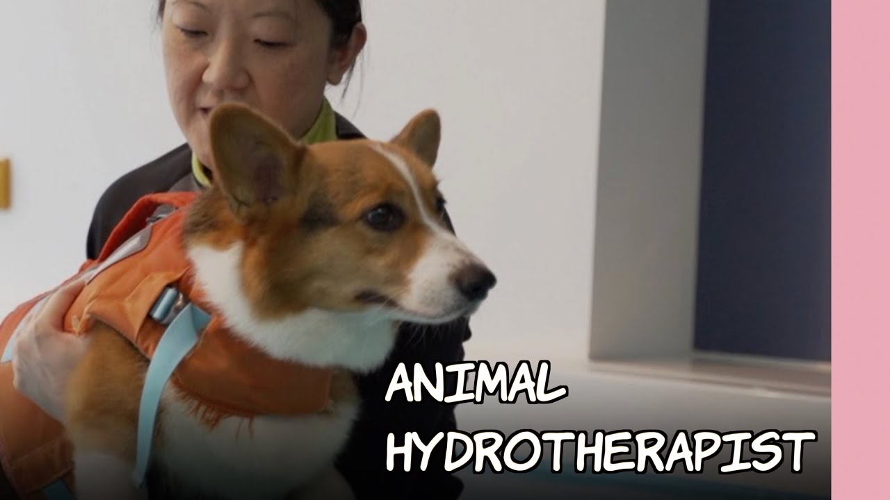 Animal Hydrotherapist