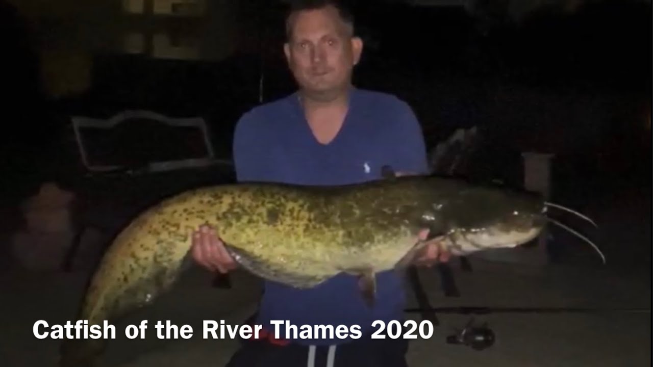 Catfish of the River Thames 2020