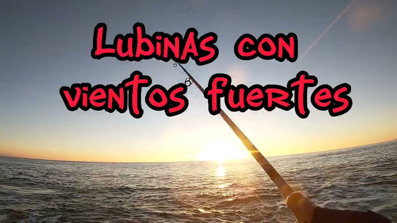 Pesca Spinning.Lubinas con vientos fuertes./Sorteo 1000subs