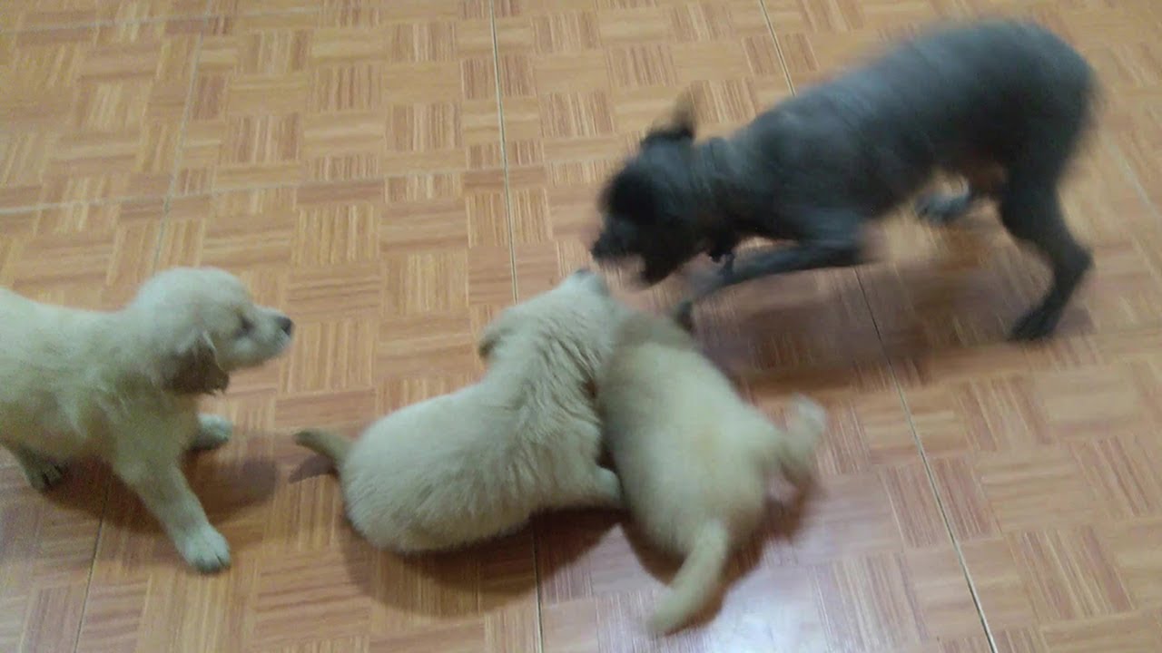 Angry Small Dog Attacks And Doesn't Let Puppies Approach