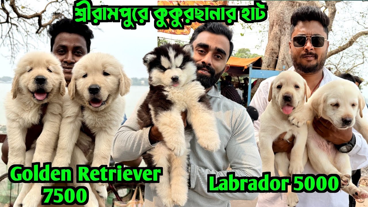 Serampore Pet Market. Pet Market in Kolkata. Dog Market in Kolkata Price.