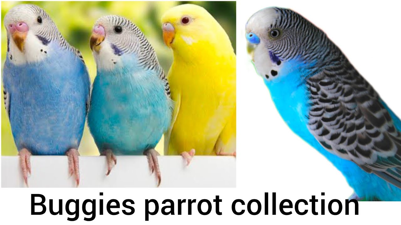 “My Cute Budgies Parrot 🦜 | Talking, Playing & Fun Moments ”