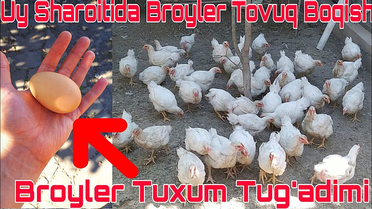 UY SHAROITIDA BROYLER TOVUQ BOQISH BIZNESI SIRLARI