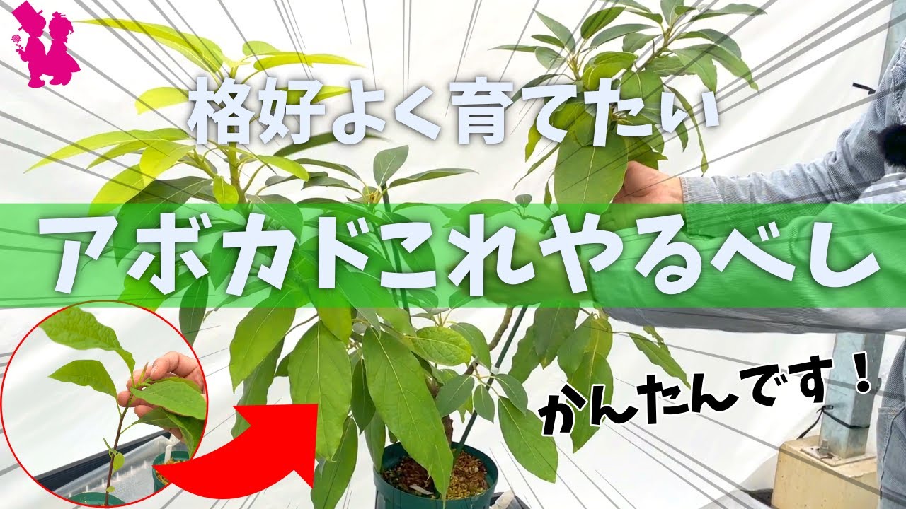 【簡単】アボカド種から初めての切り方をプロ生産者が実演解説(剪定・摘芯)