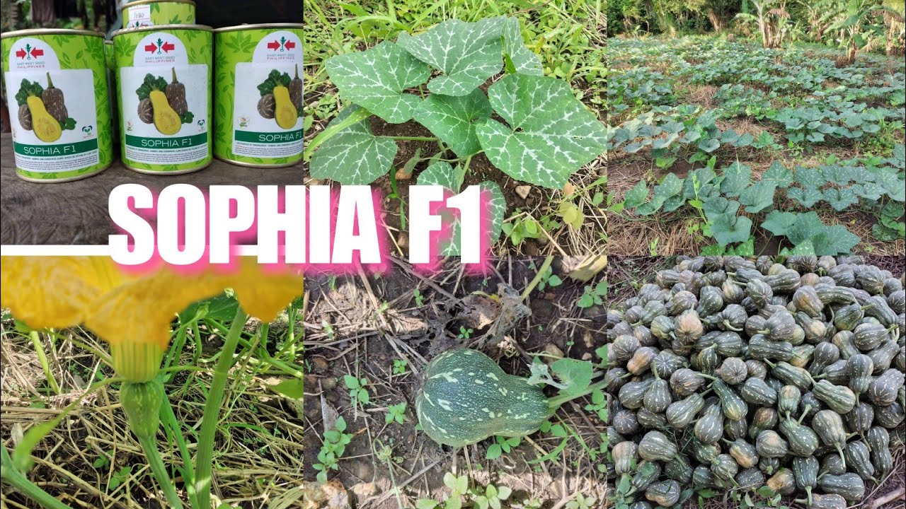 SOPHIA F1 - Kalabasa na Matibay Maliit pero Masarap // Kalabasa ng mga wais