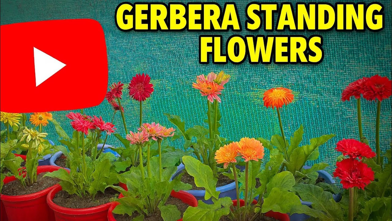 How to Grow Gerbera Standing Flowers at Home | Gerbera Plant Care Tips