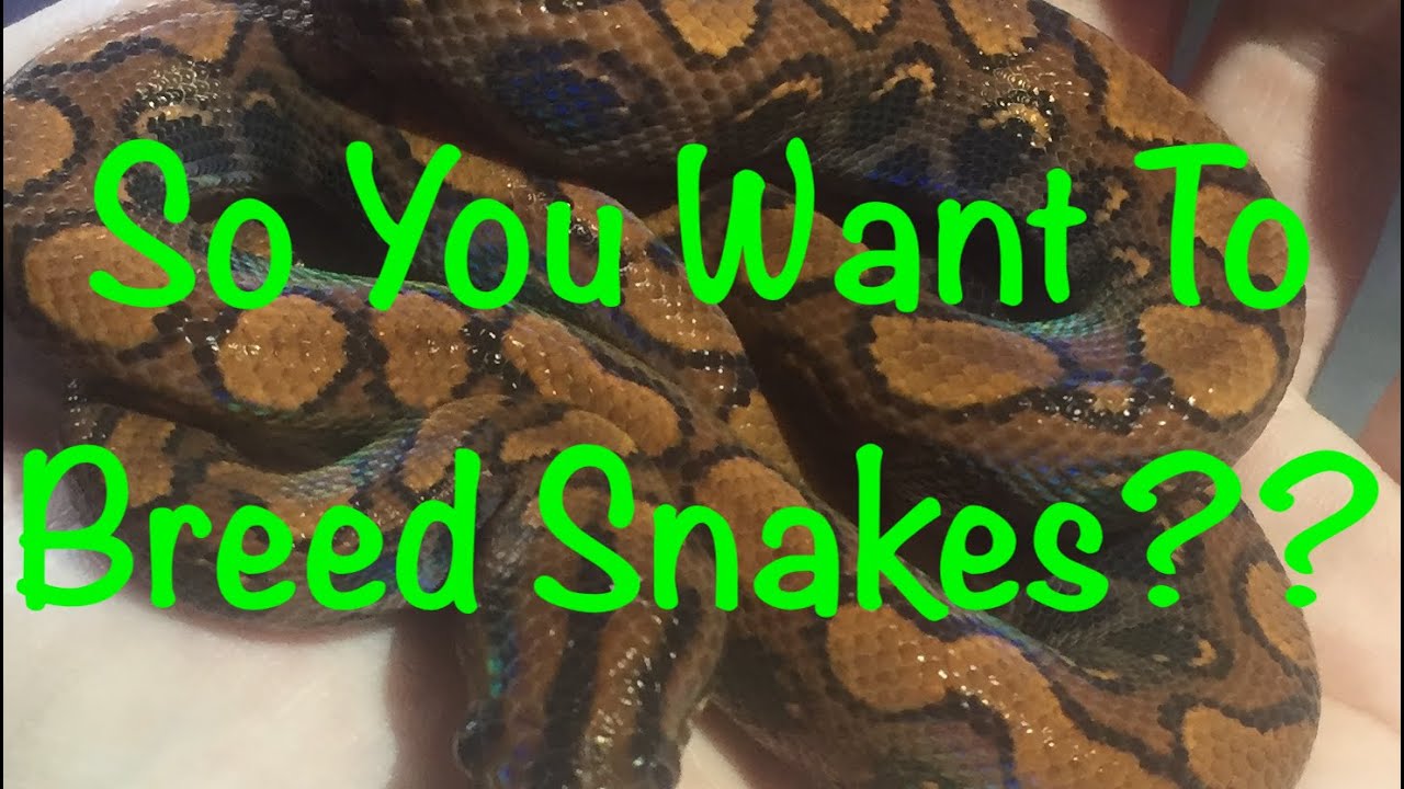 So You want to breed Rainbow Boas