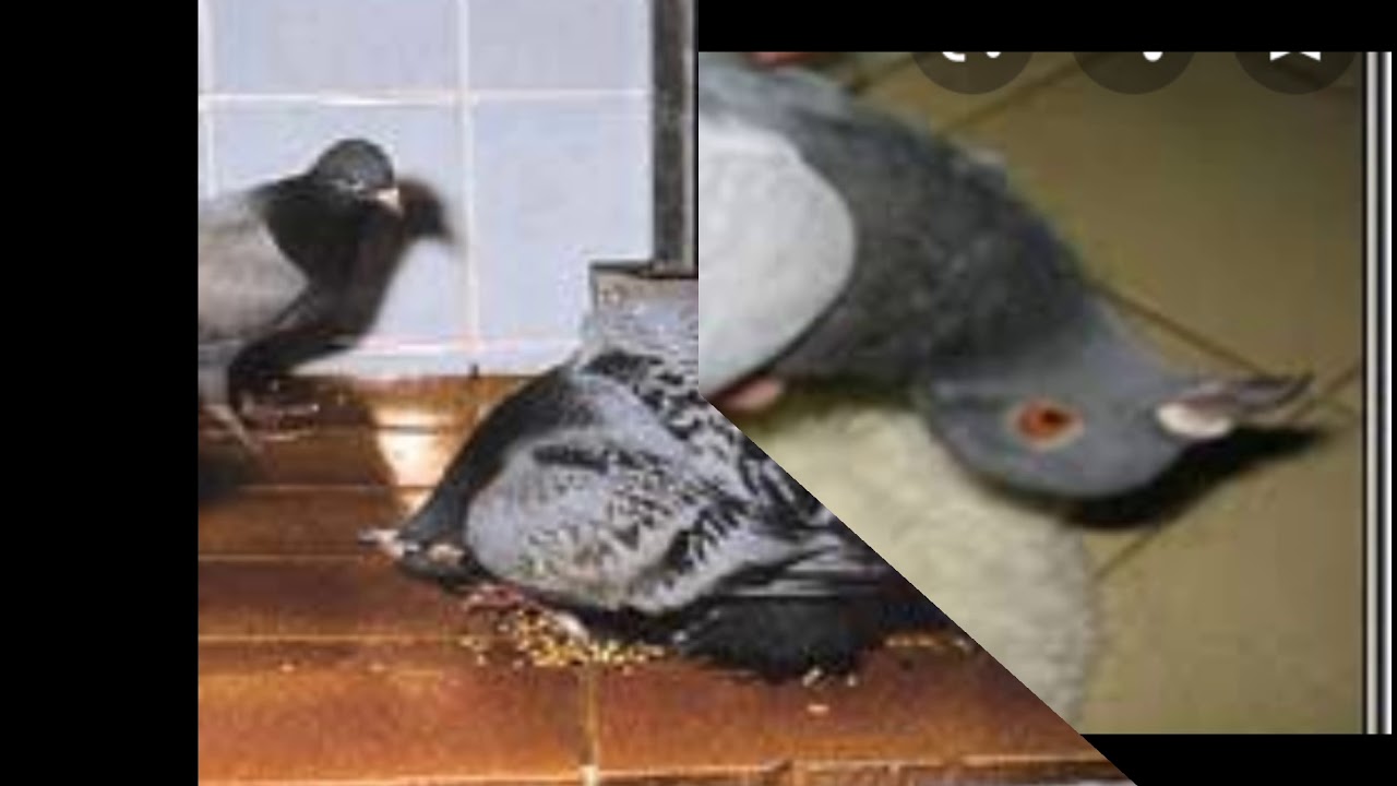 GÖYƏRÇİNLƏRDƏ BAŞ ƏSMƏSİ (SALMONELLA) 1
