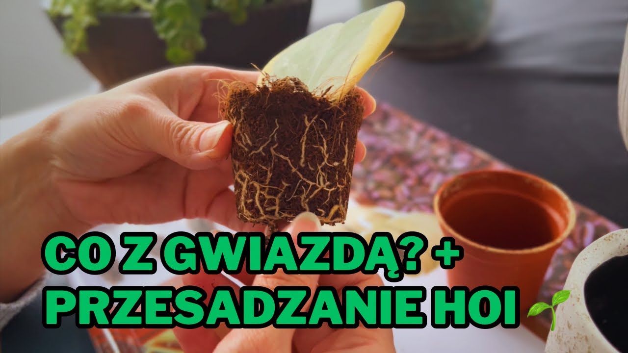 Gwiazda Betlejemska po świętach & szybkie przesadzanie Hoi | Roślinny Update