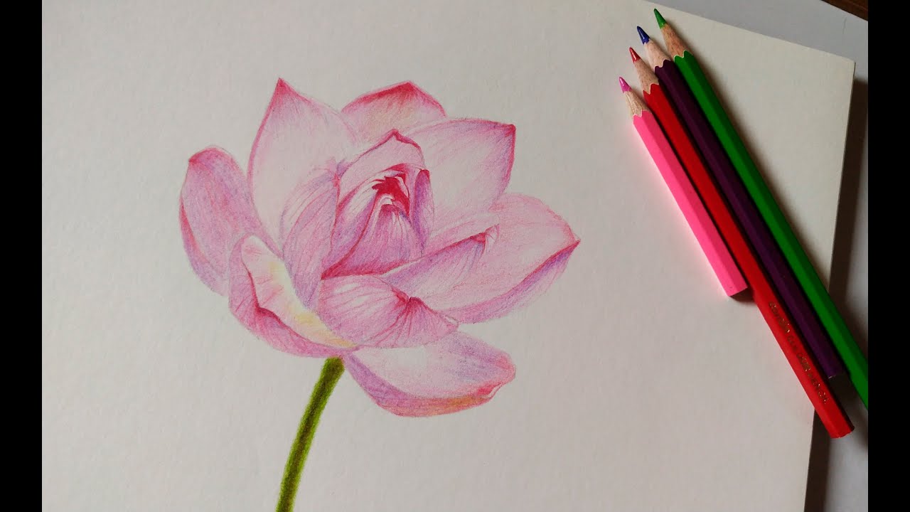 Lotus Flower Drawing with Colored Pencils | Realistic & Easy Art Tutorial