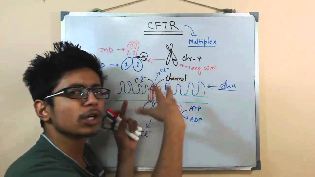 CFTR gene and CFTR protein