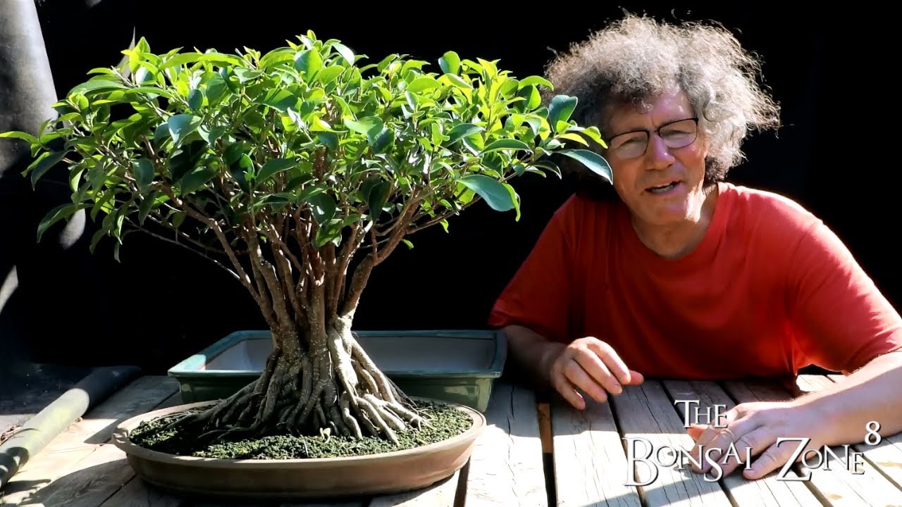 Root Detailing My Ficus microcarpa, Part 1, The Bonsai Zone, June 2021