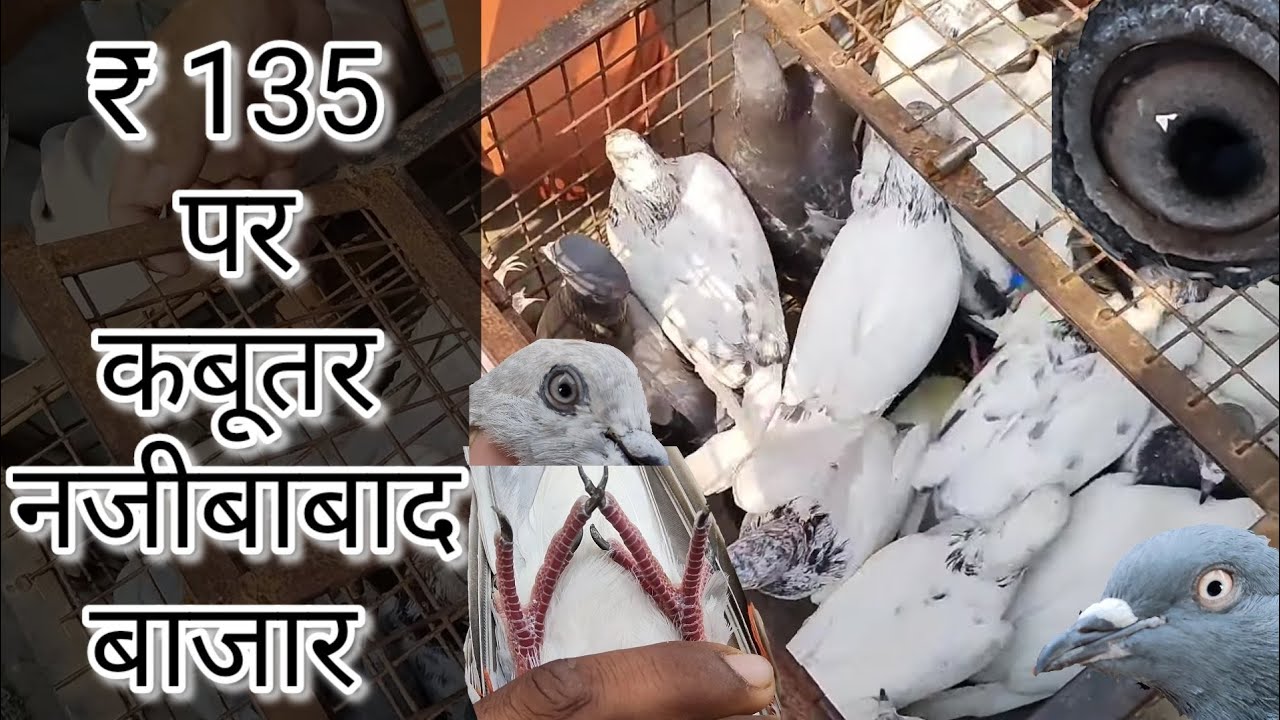 ₹ 135 पर कबूतर नजीबाबाद जुमेरात बाजार उत्तर प्रदेश / ₹ 135 per Kabootar Thursday Najibabad Bijnor