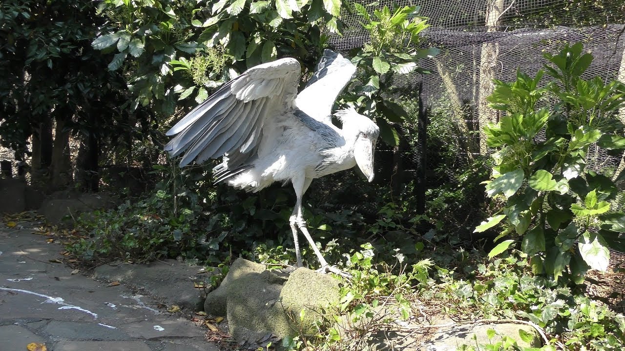 世界最長寿のハシビロコウ『ビル』 (伊豆シャボテン動物公園) 2018年4月22日