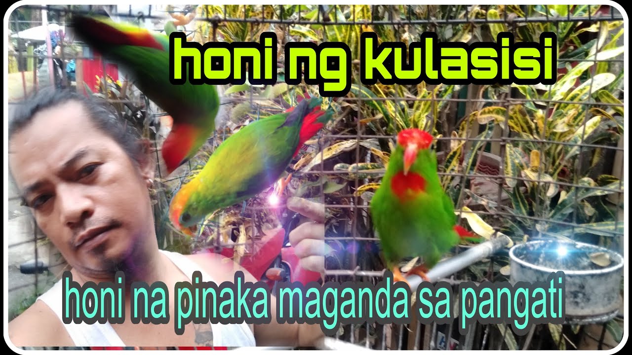 PINAKA MAGANDANG HONI NG KULASISI SA PANGATI.#kulasisi #parrot #kusi#honinghangingparrot