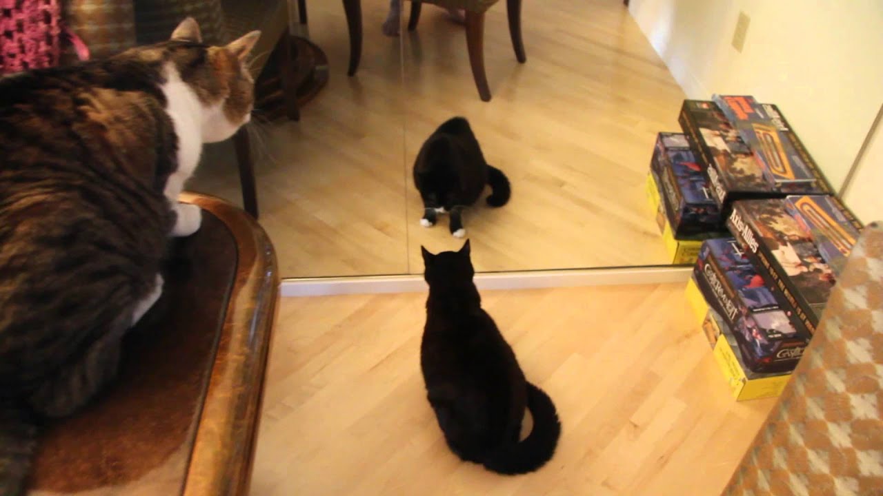 Coretta the Banshee Cat - Cat Attacks Self in Mirror and Howls like a Banshee
