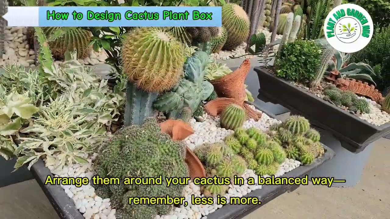 How to Design a Cactus Plant Box in a Pot | Easy Gardening & Landscape Ideas