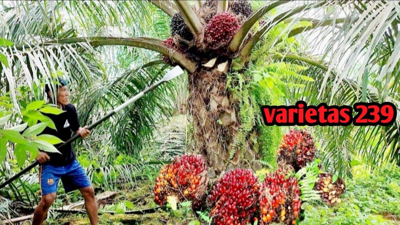 PANEN SAWIT BIBIT PPKS VARENTAS 239 BUAHNYA SANGAT MEMUASKAN BIKIN GELENG GELENG....