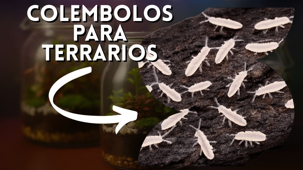Cómo Criar Colémbolos para Terrarios