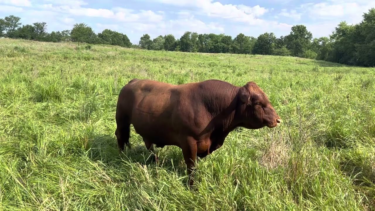 Three-year-old three-way cross grass genetic bull #506