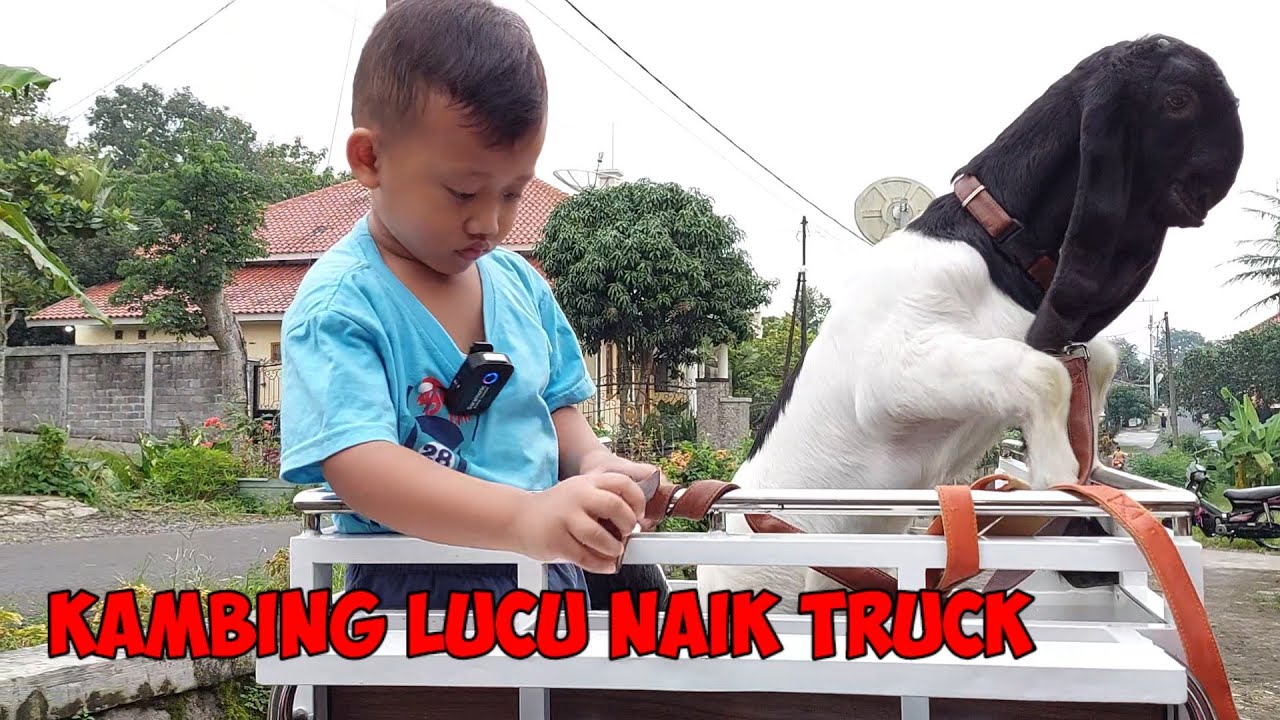 Kambing Kecil Naik Truck