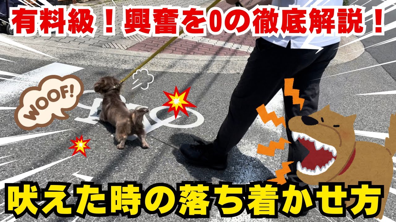 【実践動画あり】犬が吠えた時の落ち着かせ方！~興奮を0徹底解説！