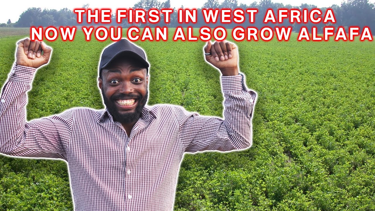 EVERY LIVESTOCK FARMER NEEDS THIS | GROWING ALFALFA FOR THE FIRST TIME