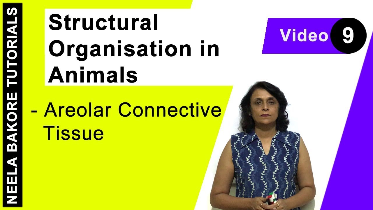 Structural Organisation in Animals | NEET | Areolar Connective Tissue | Neela Bakore Tutorials