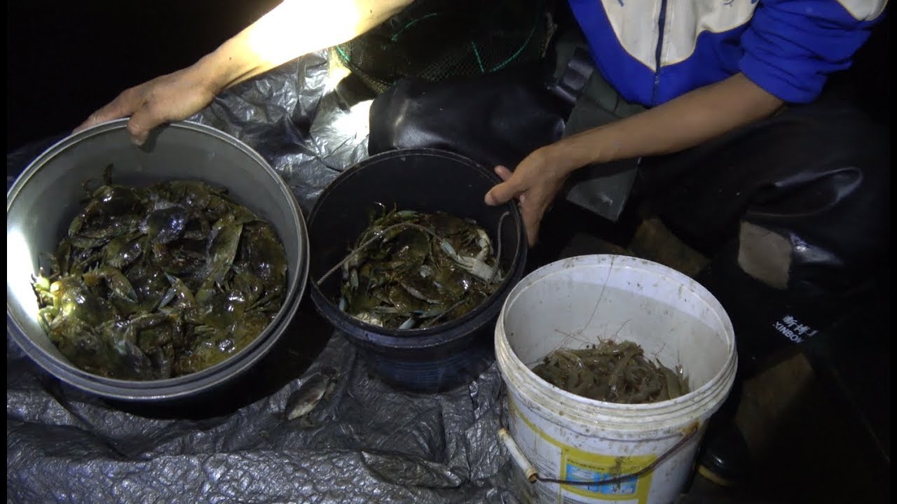 渔农小池：半夜出海收地笼，抓到2桶螃蟹，一桶泥虾，30斤罗非鱼