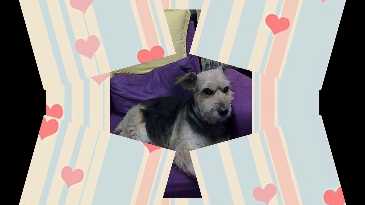 梗犬之王:萬能梗張筱東(Airedale Terrier)    歌曲:If(如果)